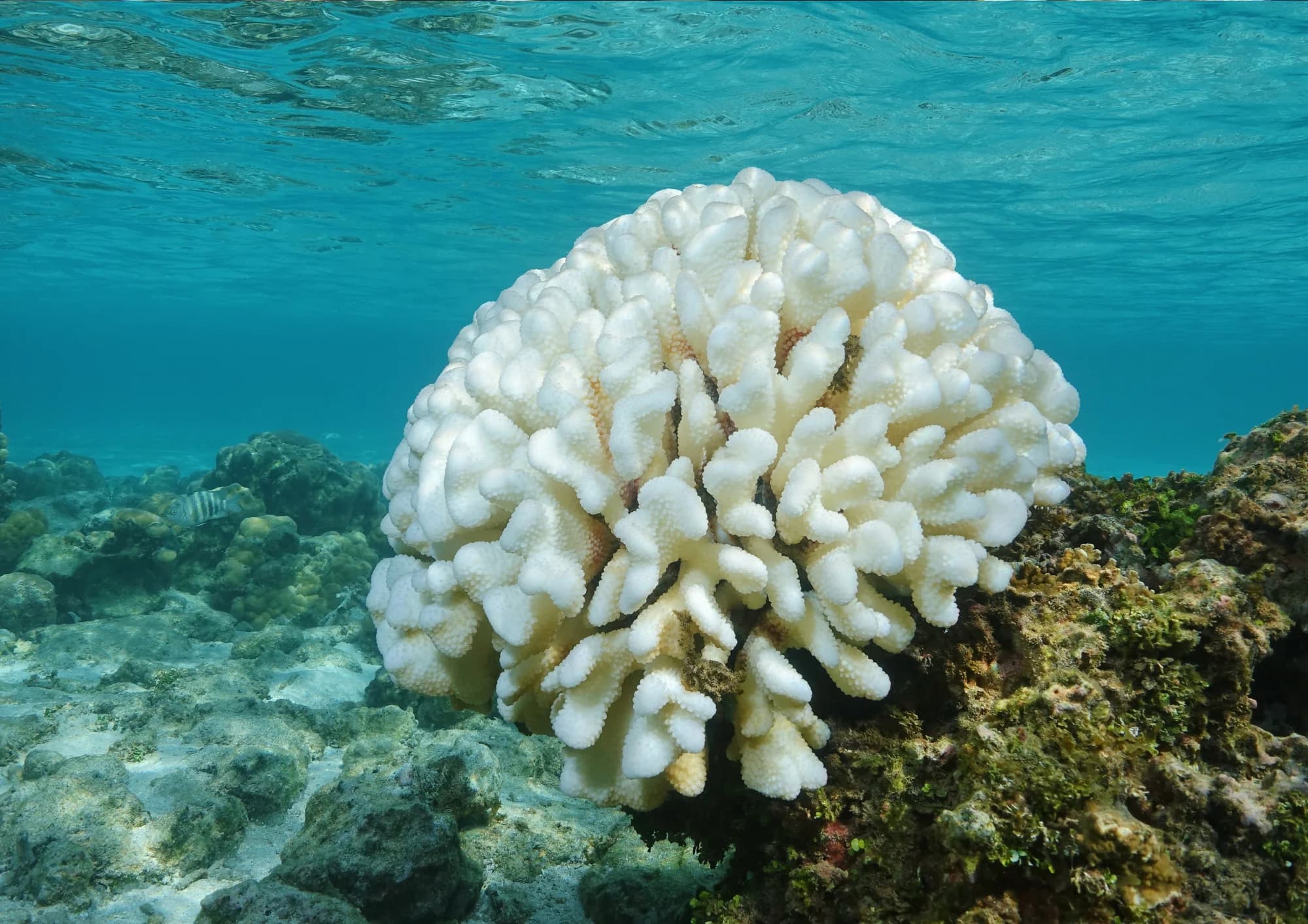 Biodiversité des récifs